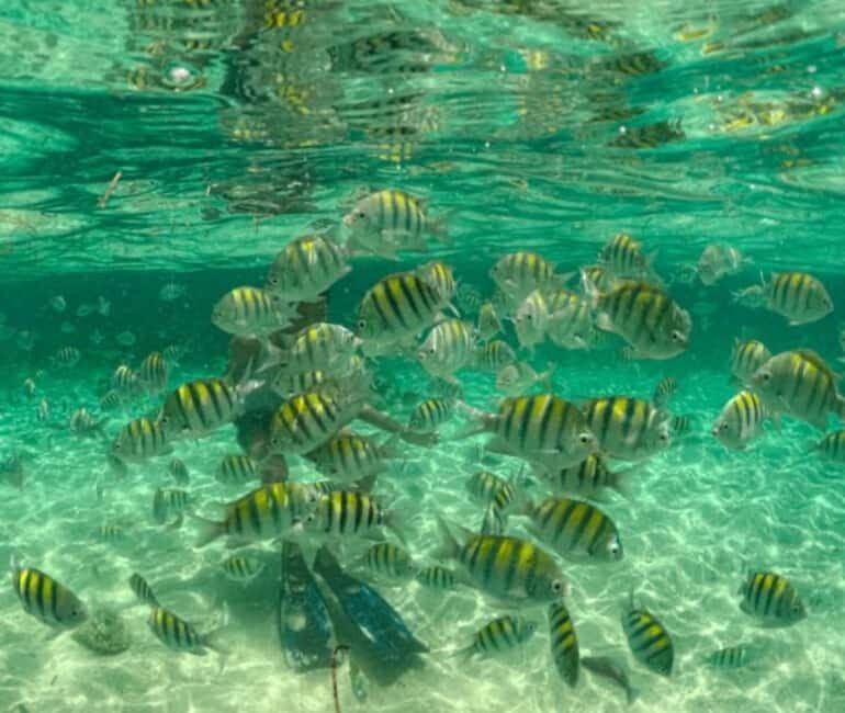 Santo Domingo: Full Day Tour to Paradise Island - Cayo Arena - Frequently Asked Questions