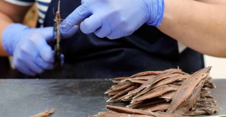 Santoña: Cannery Guided Tour With Wine and Anchovy Tasting - Activity Details