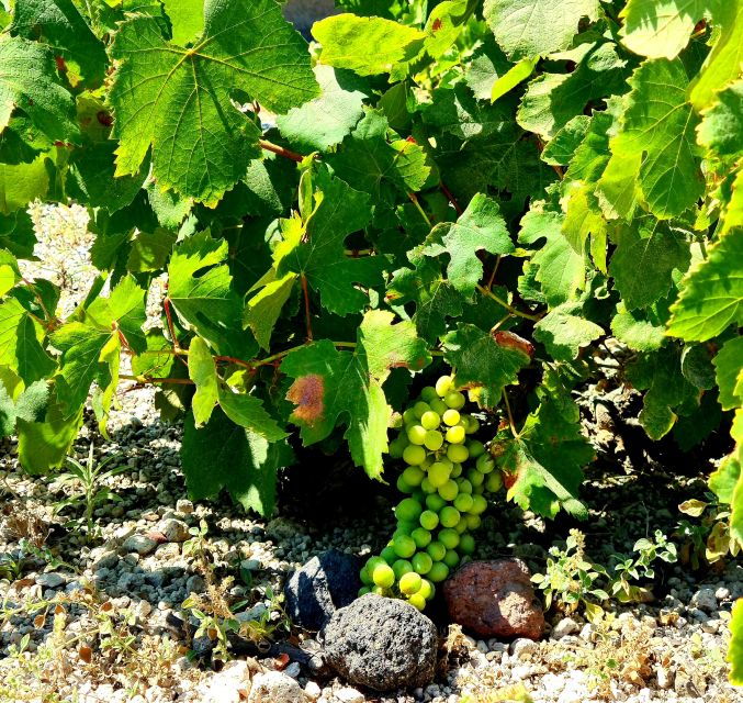 Santorini: Authentic Private Wine Tasting Tour - Booking Information