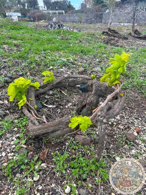 Santorini: Farm and Winery Guided Tour - Good To Know
