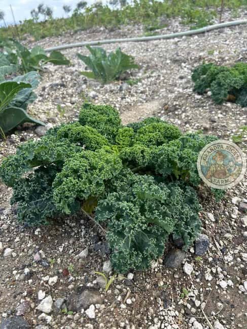 Santorini: Farm and Winery Guided Tour - The Itinerary Breakdown: What You Can Expect