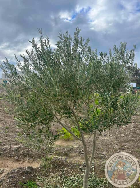 Santorini: Farm and Winery Guided Tour - Authenticity and Personal Touch