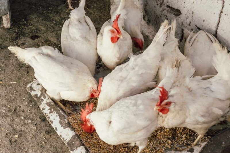 Santorini: Farm to Table Food Tour Experience - Final Thoughts