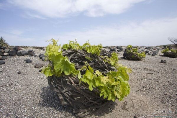 Santorini Full-Day Private Tour Wine Tasting Included - Common Questions