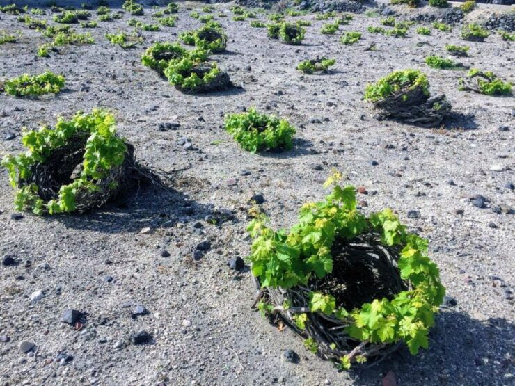 Santorini: Guided Tour to 3 Wineries With Wine Tastings - Wine Estates to Explore