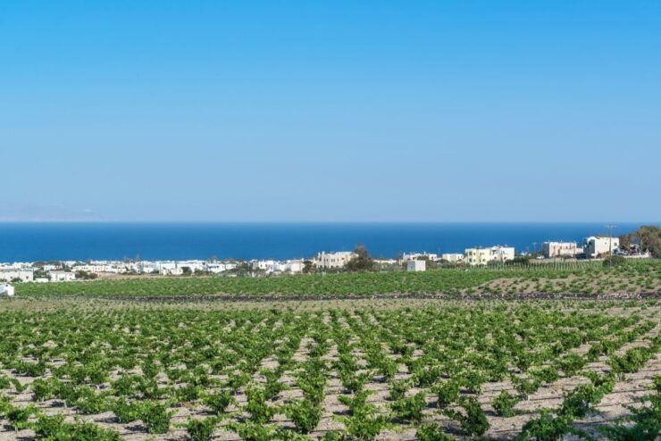 Santorini: Guided Wineries Private Tour With Wine Tastings - Activity Details