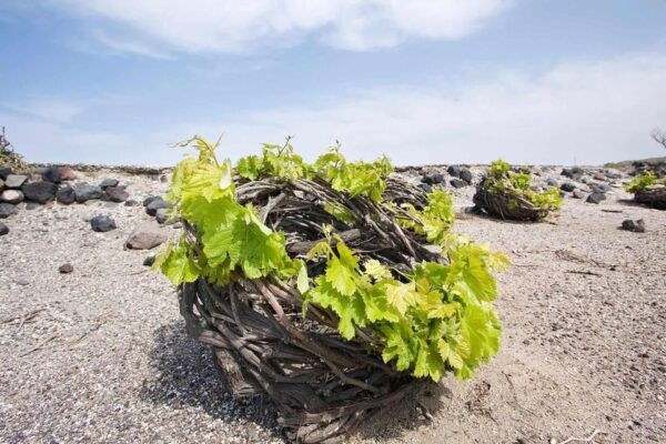 Santorini Highlights Experience - Included Amenities and Services