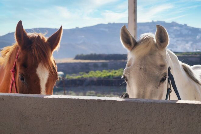 Santorini: Horseback Riding Tour on the Beach 1.5 Hours - Inclusions and Important Information