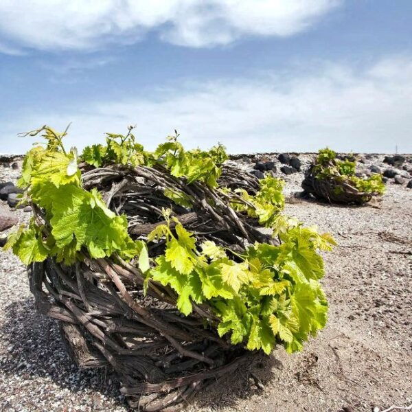 Santorini Local Hangouts: Insiders 5-hour Sightseeing Tour - Common Questions