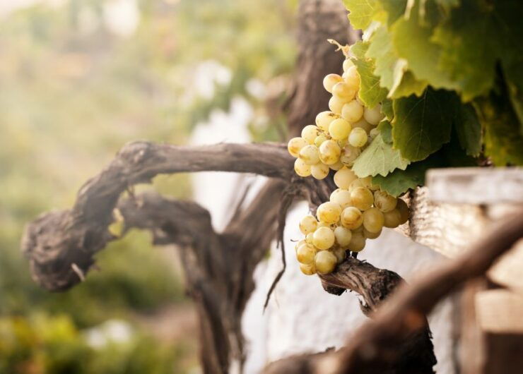 Santorini Local Wineries Tour - Booking Information