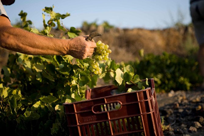 Santorini Photography & Wine Tasting Workshop - Vineyard Exploration