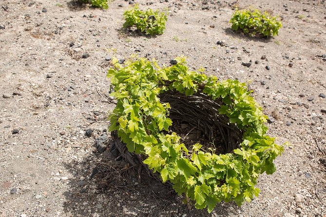 Santorini Photography & Wine Tasting Workshop - The Sum Up