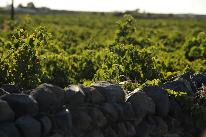 Santorini Private 8 Wine Tastings With Dinner & Oia Sunset - Visit Two Local Wineries