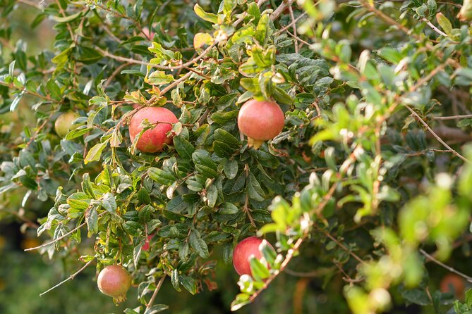 Santorini Private 8 Wine Tastings With Dinner & Oia Sunset - Tours, Tastings, and Greek Lunch Included