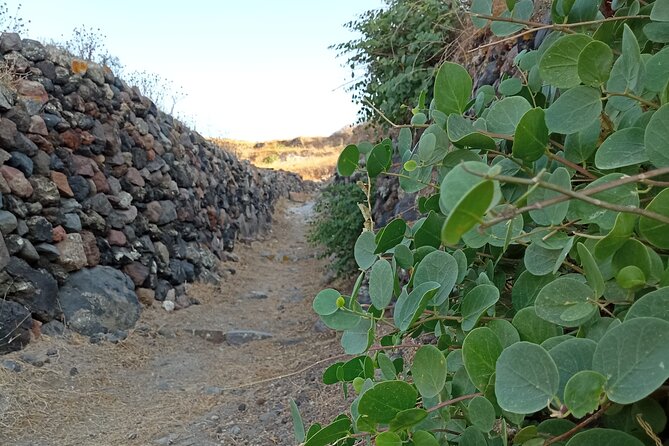 Santorini: Private Agri-Educational Visit to an Organic Farm - Reviews and Ratings of the Organic Farm Visit