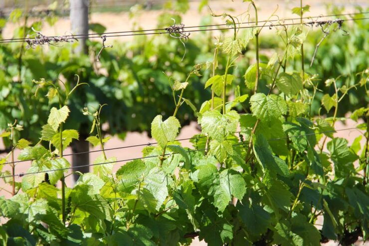 Santorini: Private Half-Day Wineries Tour With Tastings - General Information