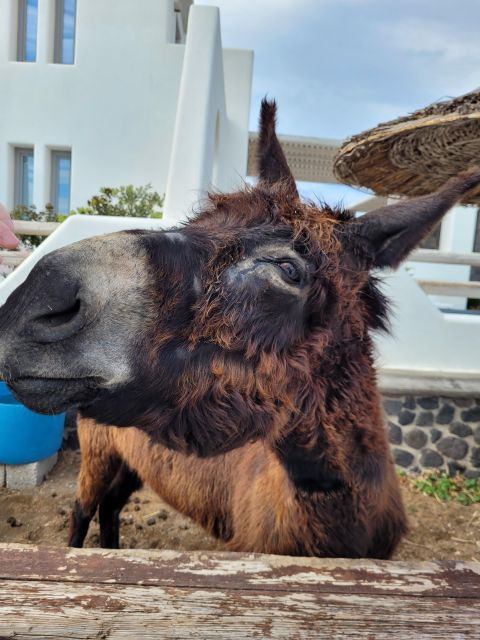 Santorini: Private Island Tour - Good To Know