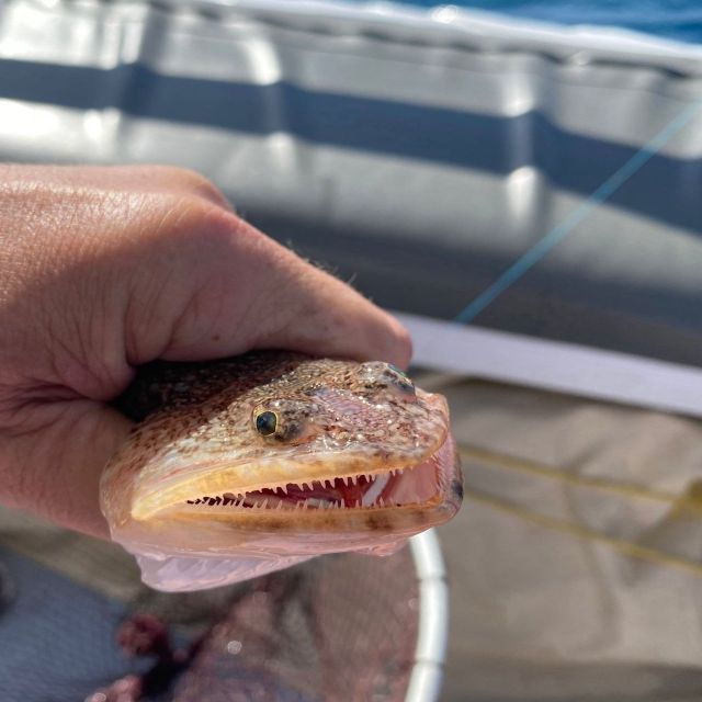 Santorini: Private Sunset Deep Sea Fishing Boat Trip - Pickup Service and Transportation