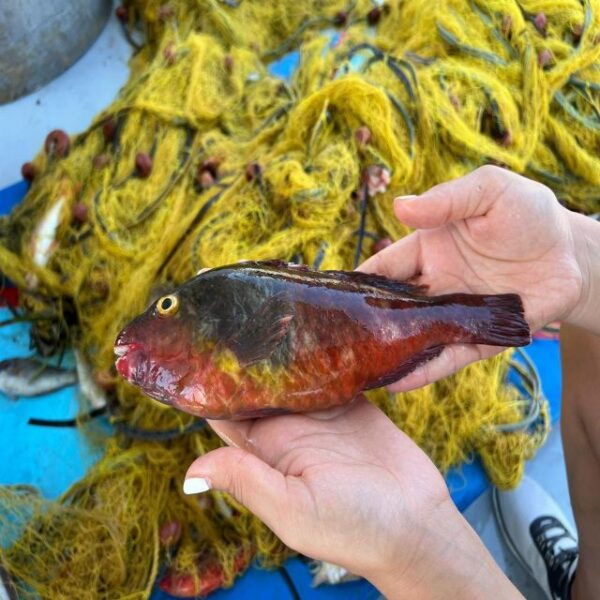 Santorini: Private Sunset Fishing Tour With Lunch - The Sum Up