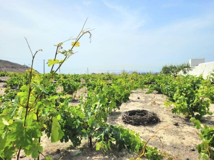 Santorini: Private Tour 3hours Wine N Local Product Tasting - Pricing Information