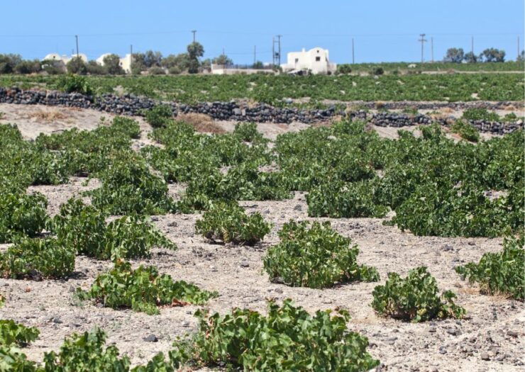 Santorini: Private Wine Tasting Experience at 3 Wineries - Tour Details