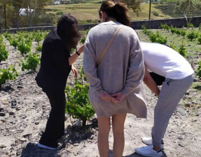 Santorini: Private Wine Tour With Dinner or Lunch - Full Description