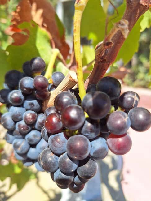 Santorini Private Wine Tour with Local Expert & Sunset - Who Will Love This Tour?