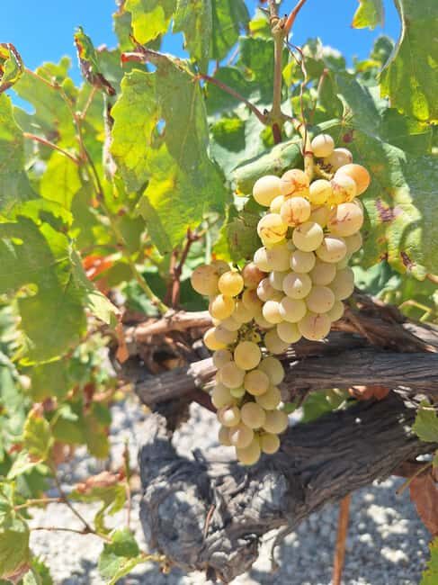 Santorini Private Wine Tour with Local Expert & Sunset - FAQs