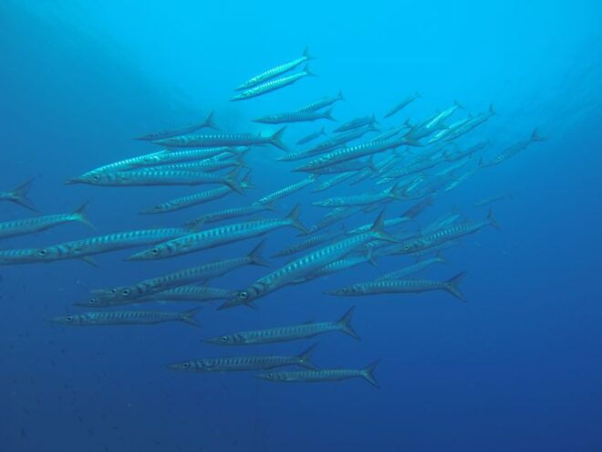 Santorini: Scuba Diving Experience for Beginners - Customer Reviews