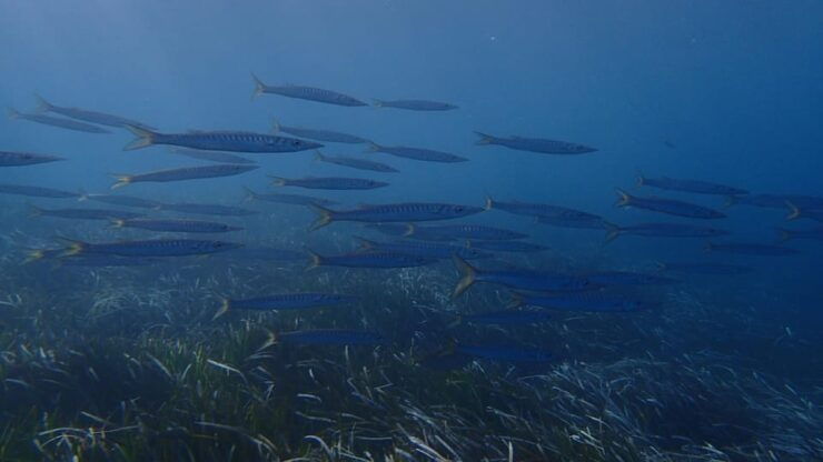 Santorini: Scuba Diving - Good To Know