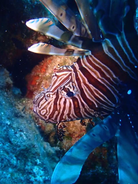 Santorini: Scuba Diving - What to Expect During Your Dive