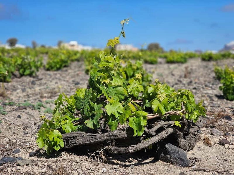 Santorini: Shared Wine Tasting and Culinary Experience - Introduction: A Santorini Wine Tour Worth Toasting To