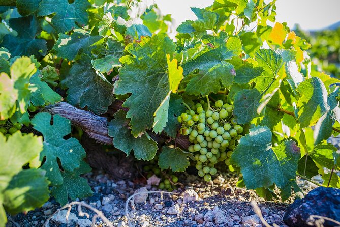 Santorini Small-Group Introduction With Lunch and Wine Tasting - Wine Tasting at a Local Winery