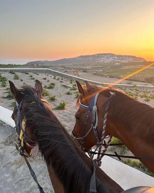 Santorini: Sunset Horse Riding Tour with Professional Photos - Good To Know