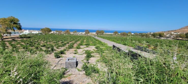 Santorini: Three Wineries and One Brewery Tour With Tastings - Activity Details