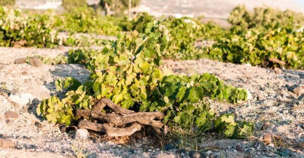 Santorini: Three Wineries and One Brewery Tour With Tastings - Common Questions