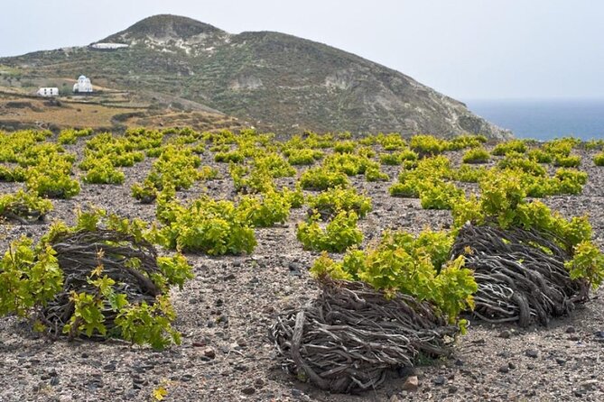 Santorini Wine and Wineries Tour - Santorinis Unique Wine Varietals