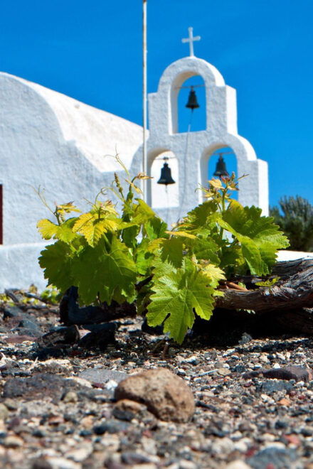 Santorini Wine Experience: Daytime Tour - Wine Tasting Experience