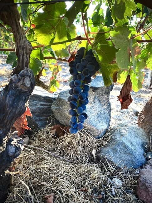 Santorini Wine & History Tour with 3 Expert Sommeliers - An In-Depth Look at the Santorini Wine & History Tour