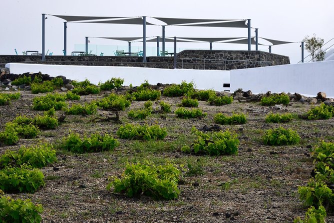 Santorini Wine Tasting and Sunset Getaway Small Group Tour - Local Snacks Pairing