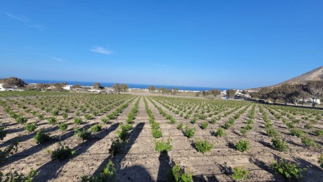 Santorini: Wine Tasting in 3 Wineries and a Greek Meal Group - Itinerary Highlights