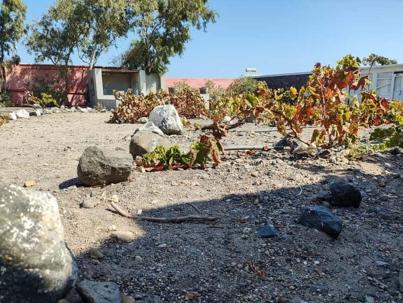 Santorini: Wine Tasting in locals wineries - Good To Know