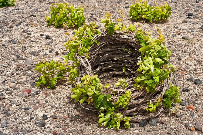 Santorini Wine Tasting Tour - Gaia Winery: a Beachside Wine Tasting Experience