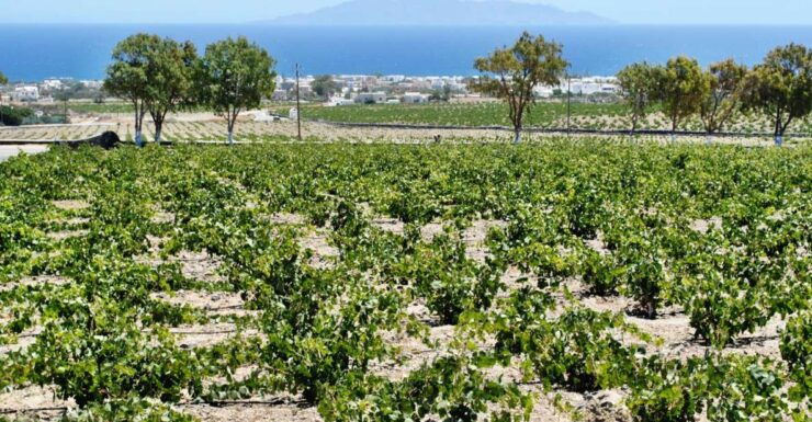 Santorini: Wine Tasting Tour & Sunset Viewing - Experience
