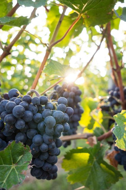 Santorini: Wine Tasting Tour With 12 Tastings and Snacks - Duration and Starting Times