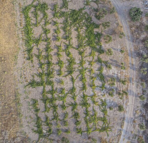 Santorini: Wine Tour With Sunset in Oia - Common Questions