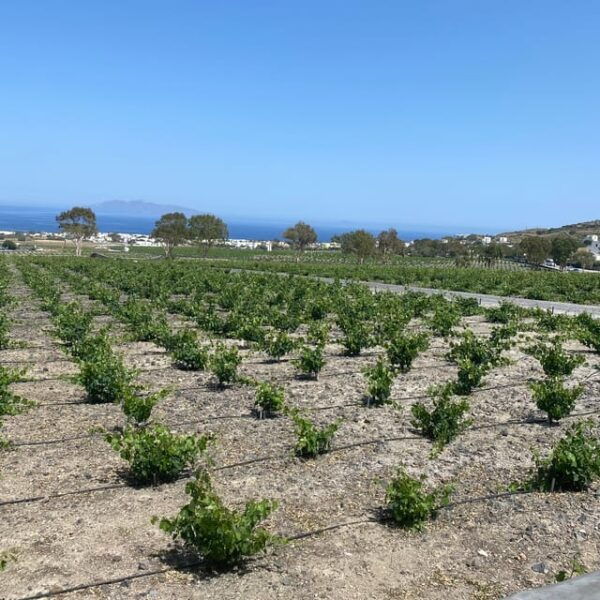 Santorini:Privet Highlights Tour With Wine Tasting - Participant Guidelines