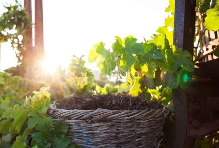 Santorini's "Wine Roads": Wine Tasting Tour at 3 Wineries - The Sum Up: Who Is This Tour Best For?