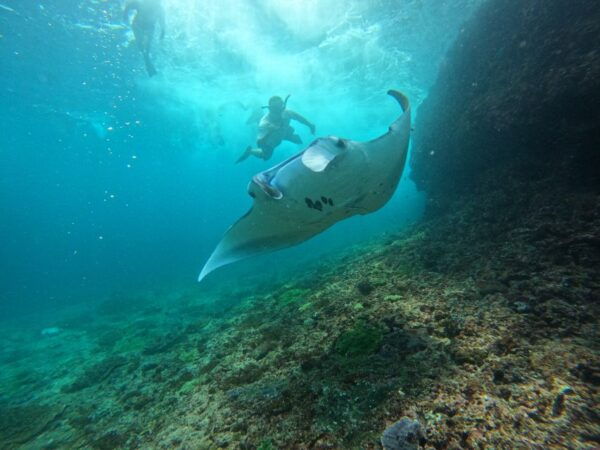 Sanur Bali To/From Lembongan: Speedboat Transfer - Directions and Meeting Point