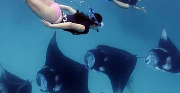 Sanur Harbour: West Nusa Penida Tour With Snorkeling Manta - Booking Details